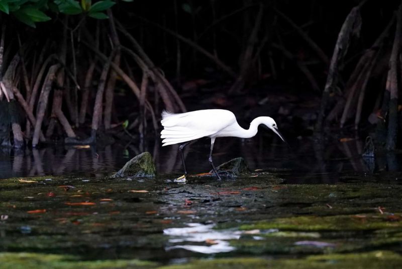 Bird Sanctuary in Can Gio Bird Sanctuary in Can Gio