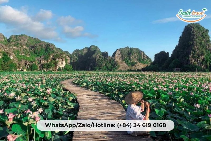 The lotus is fragrant in Ninh Binh The lotus is fragrant in Ninh Binh