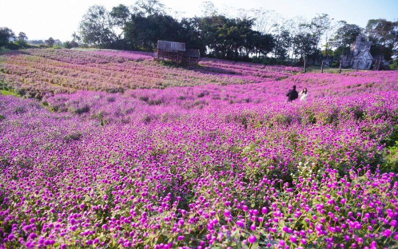 Long Bien Flower Prairie