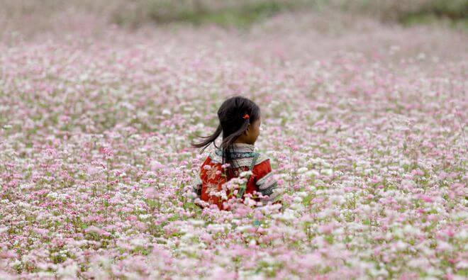 Moc Chau Buckwheat Field
