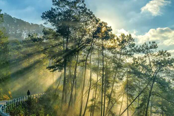 Yen Minh pine forest