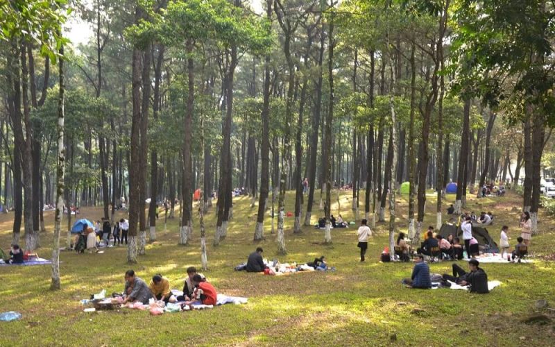 Ba Vi Pine Forest