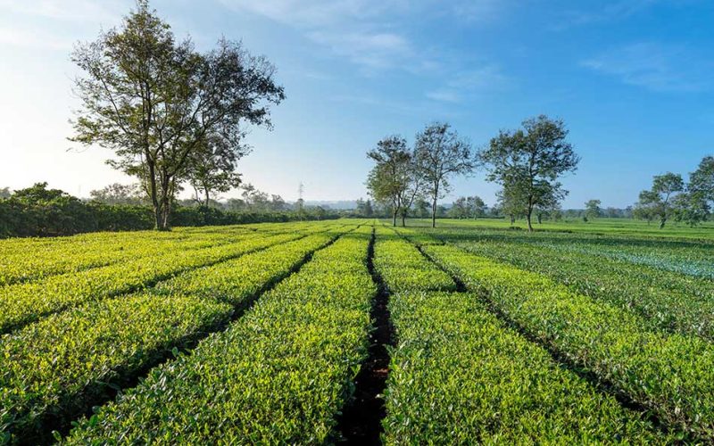 Gia Lai Tea Lake