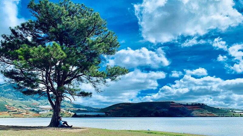 The single pine tree – Suoi Vang Lake