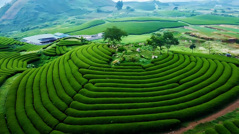 Moc Chau Vietnam