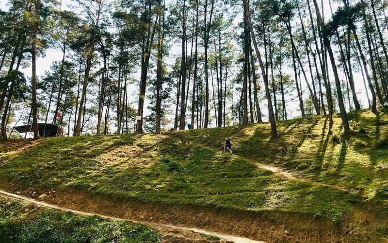 Yen Minh pine forest - beautiful like Ha Giang