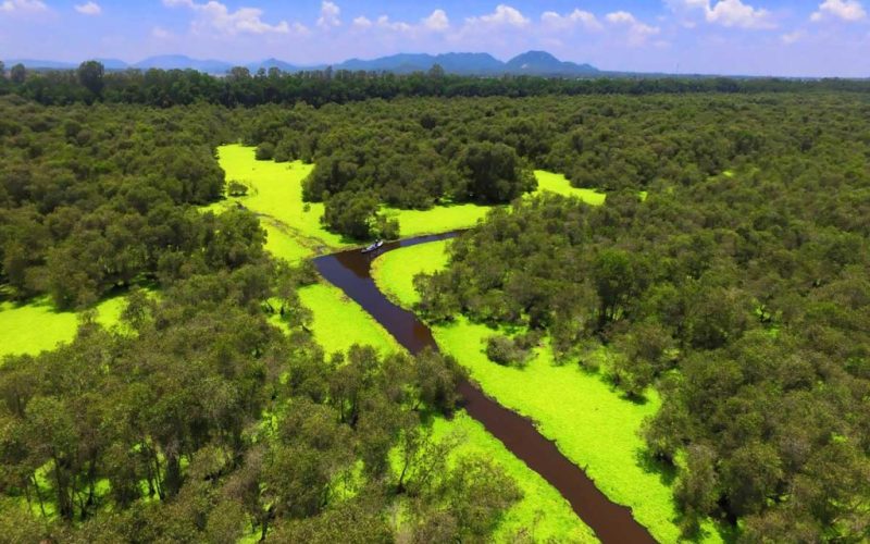 Tra Su Melaleuca Forest - An Giang