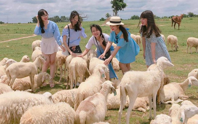 Nghe An sheep field