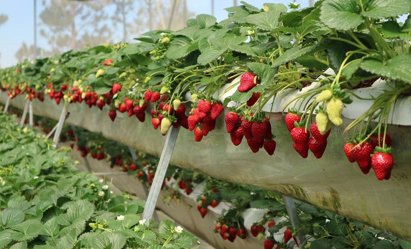 Strawberries